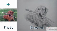 Custom Drawing-A dog with a stick in his mouth