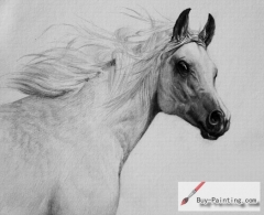 Custom Drawing-Horse