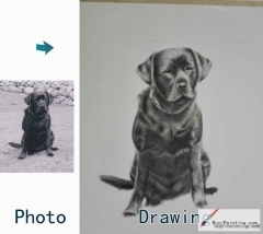 Custom Drawing-The dog sitting