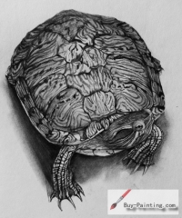 Custom Drawing-Pet tortoise