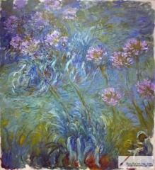 Agapanthus, between 1914 and 1926,