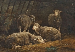 Sheep in stall