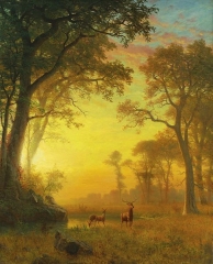 Light in the Forest, unknown date